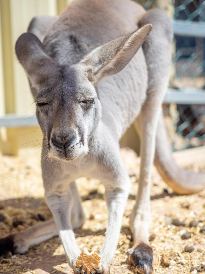Wallaroo Holiday Park Zewnętrze zdjęcie